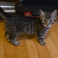 kinder, chat à adopter