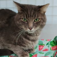Kumo CAB6303, chat à adopter