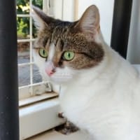 Vega CAB6300, chatte à adopter