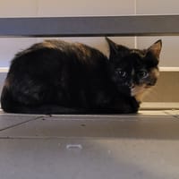 HINATA, chatte à adopter