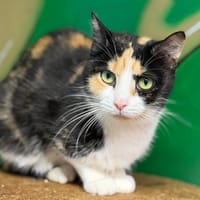 Ursula, chatte à adopter