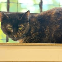 Banshee, chatte à adopter