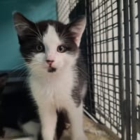 KIWI, chat à adopter