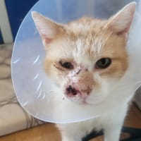 Mouton, chat à adopter
