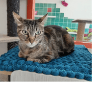 MERIDA PAB30101, chatte à adopter
