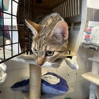 MONISEUR HIBOU, chat à adopter