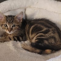 HAMLET, chat à adopter