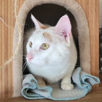 ELMO, chat à adopter