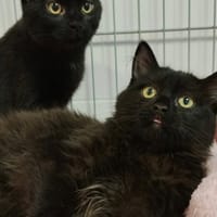 Smoky CAB6097, chatte à adopter