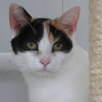 PHEBE, chatte à adopter