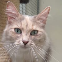 APHRODITE, chatte à adopter
