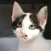 EXPRESSO HAB17720, chatte à adopter