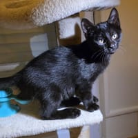 BUENO, chat à adopter