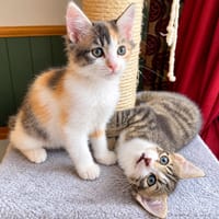 ZOE, chatte à adopter