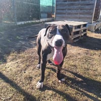 BRANDON, chien à adopter