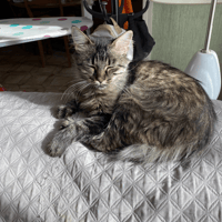 BELLA PAB30059, chatte à adopter