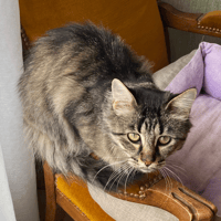 BELLA PAB30059, chatte à adopter