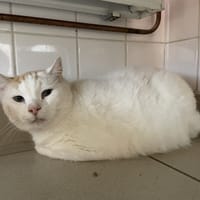 TOTO, chat à adopter