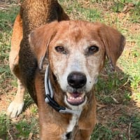 ALOE (EN COURS D'ADOPTION), chienne à adopter