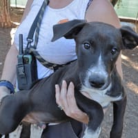Ugolin (chiot marron), chien à adopter