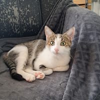 PAB29061 LAVANDE, chatte à adopter