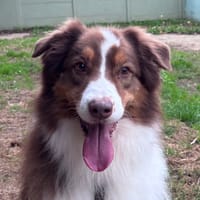 NELSON CHAo, chien à adopter
