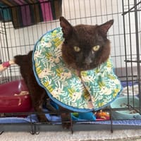 IKATI, chat à adopter