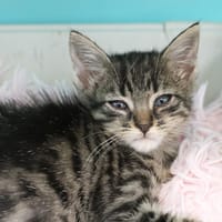 TIRAMISU HAB17772, chat à adopter