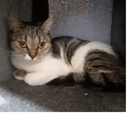 MAHALE PAB30102, chatte à adopter