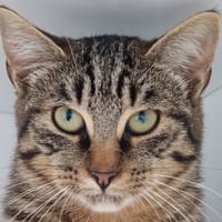 Finistère, chat à adopter