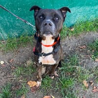 THYBER HAA24848, chien à adopter