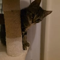 FERRERO, chat à adopter