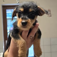 PIMKIE, chienne à adopter