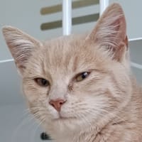 Armor, chat à adopter
