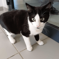 TIM, chat à adopter