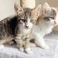 ROSE, chatte à adopter