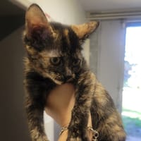 Briquounette, chatte à adopter