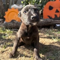 OPALE, chienne à adopter
