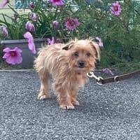 DEL HAA24853, chienne à adopter