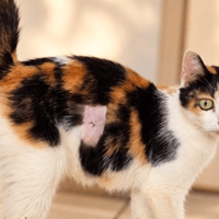 Bonnie, chatte à adopter