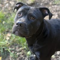 Beta kalba, chienne à adopter