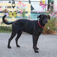 GHOST HAA24852, chien à adopter
