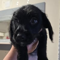 LEVIS, chien à adopter