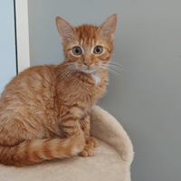 BOSS, chat à adopter
