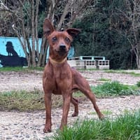 FARFADET CHAO, chien à adopter