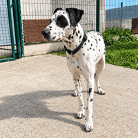 BIANCA, chienne à adopter