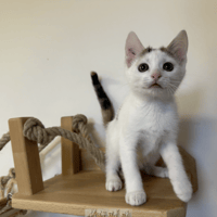 Bella, chatte à adopter