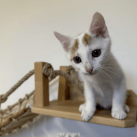 BALI, chat à adopter