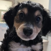 MANGO, chien à adopter