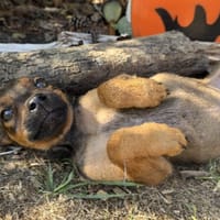 FREYA, chienne à adopter